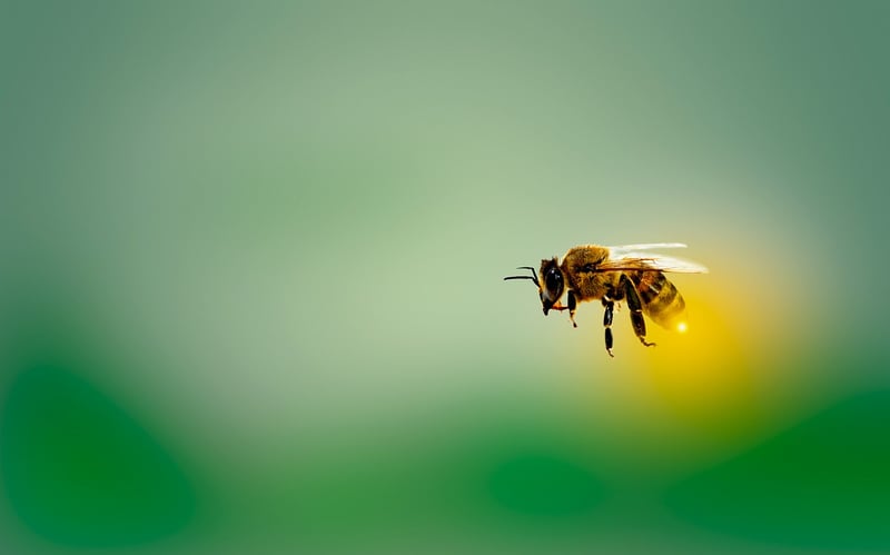 Unconfirmed Buzz